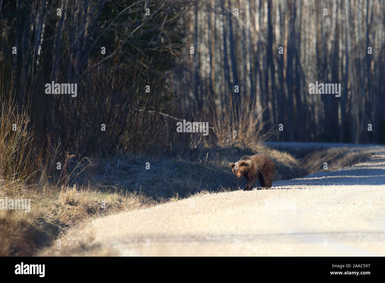 I giovani l'orso bruno (Ursus arctos) camminando sulla strada nella foresta. Alutaguse, Estonia Foto Stock