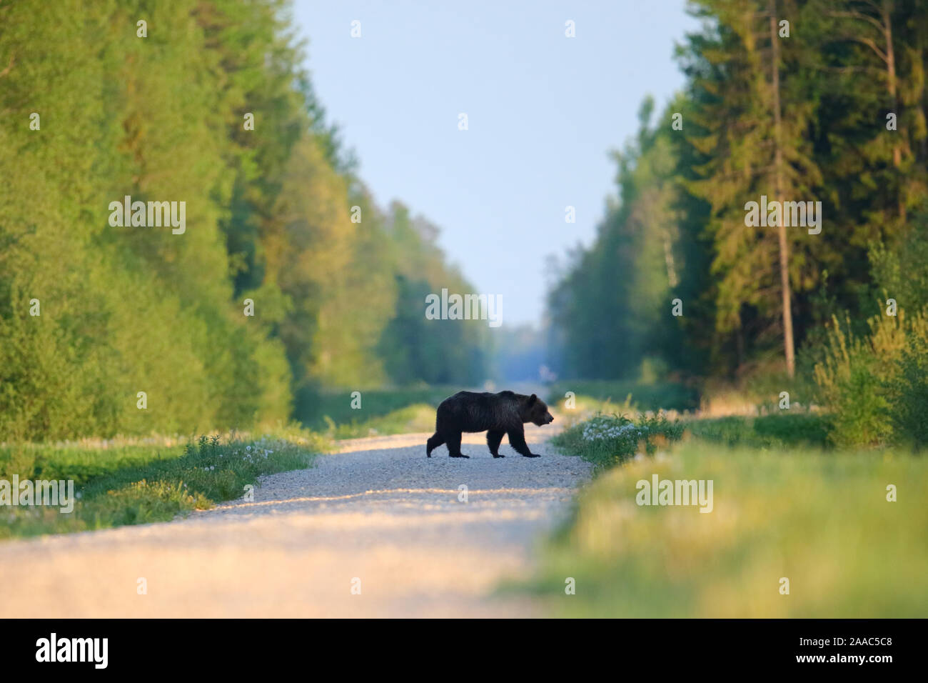 L'orso bruno (Ursus arctos) camminando sulla strada nella foresta. Alutaguse, Estonia Foto Stock