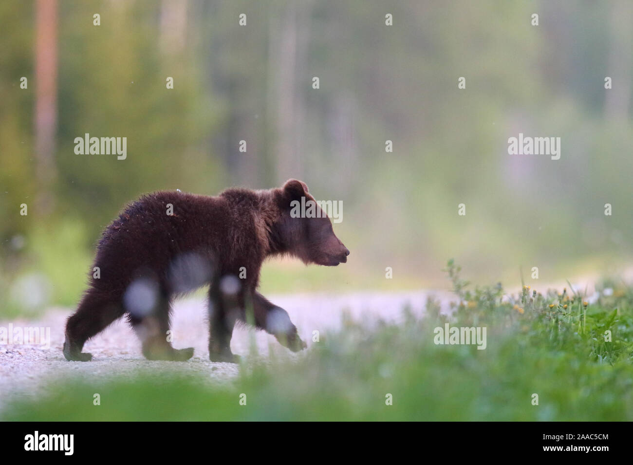 I giovani l'orso bruno (Ursus arctos) camminando sulla strada nella foresta. Alutaguse, Estonia Foto Stock