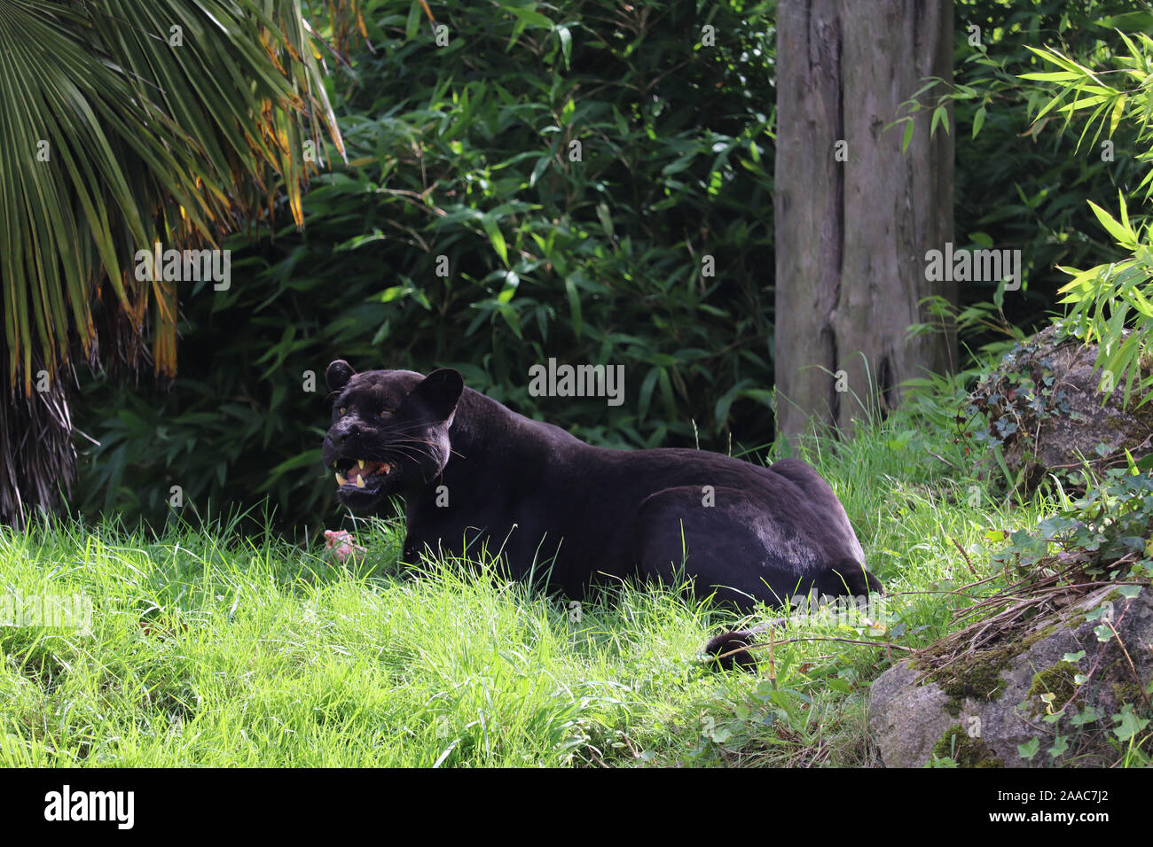 Jaguar femmina, Goshi, pattuglie (Panthera onca) Foto Stock