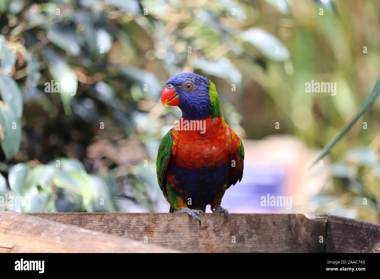Rainbow Lorikeet (Trichoglossus moluccanus) Foto Stock