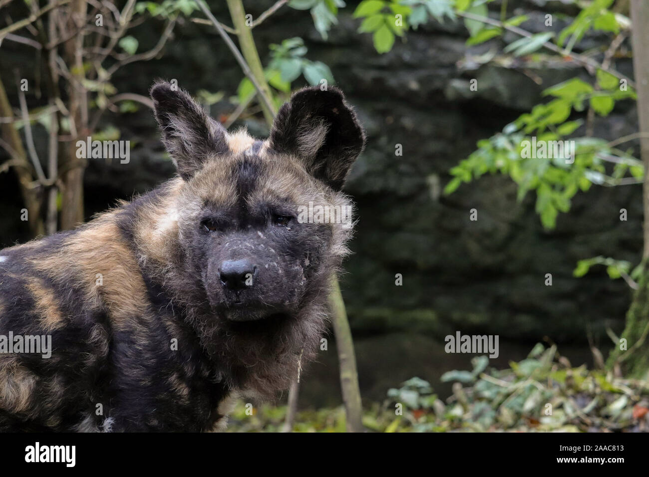 Africa maschio cane selvatico, il sig. Diallo (Lycaon pictus) Foto Stock