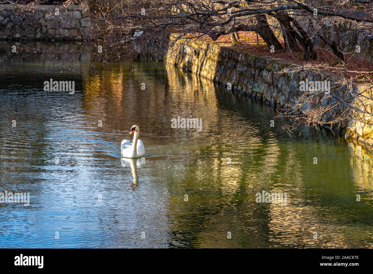Un cigno selvatico nuotare nel fossato di Kurashiki Bikan quartiere storico. Okayama, Giappone Foto Stock