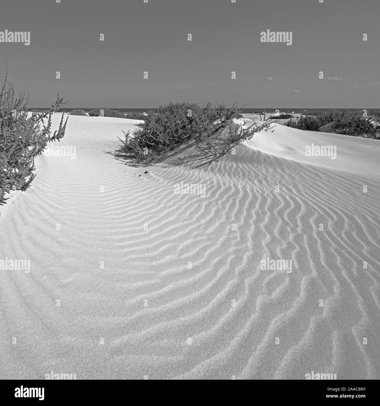 Spiagge a sud di Corralejo, Fuerteventura, Isole Canarie, Spagna, Europa. Foto Stock