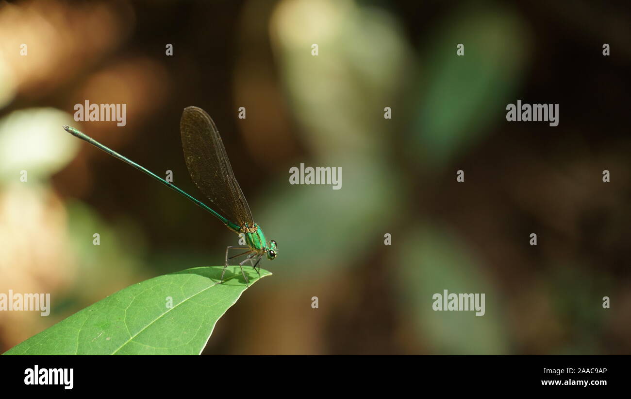 Dragonfly seduto su una foglia. Bellissimo insetto in Kerala. Foto scattata da Janakikkad Eco Turismo centro Calicut. Foto Stock