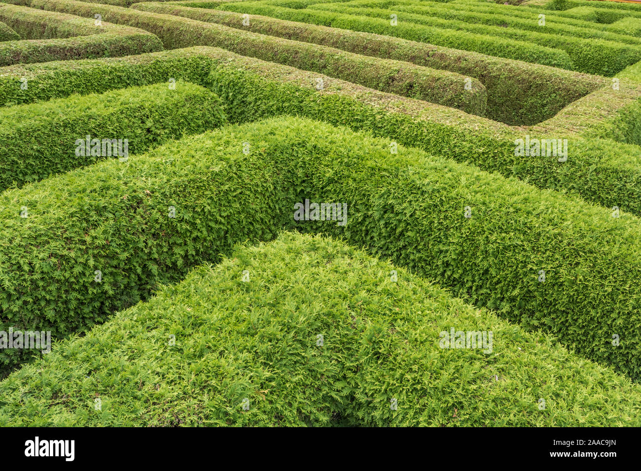 Corsi in un labirinto di siepi verdi Foto Stock