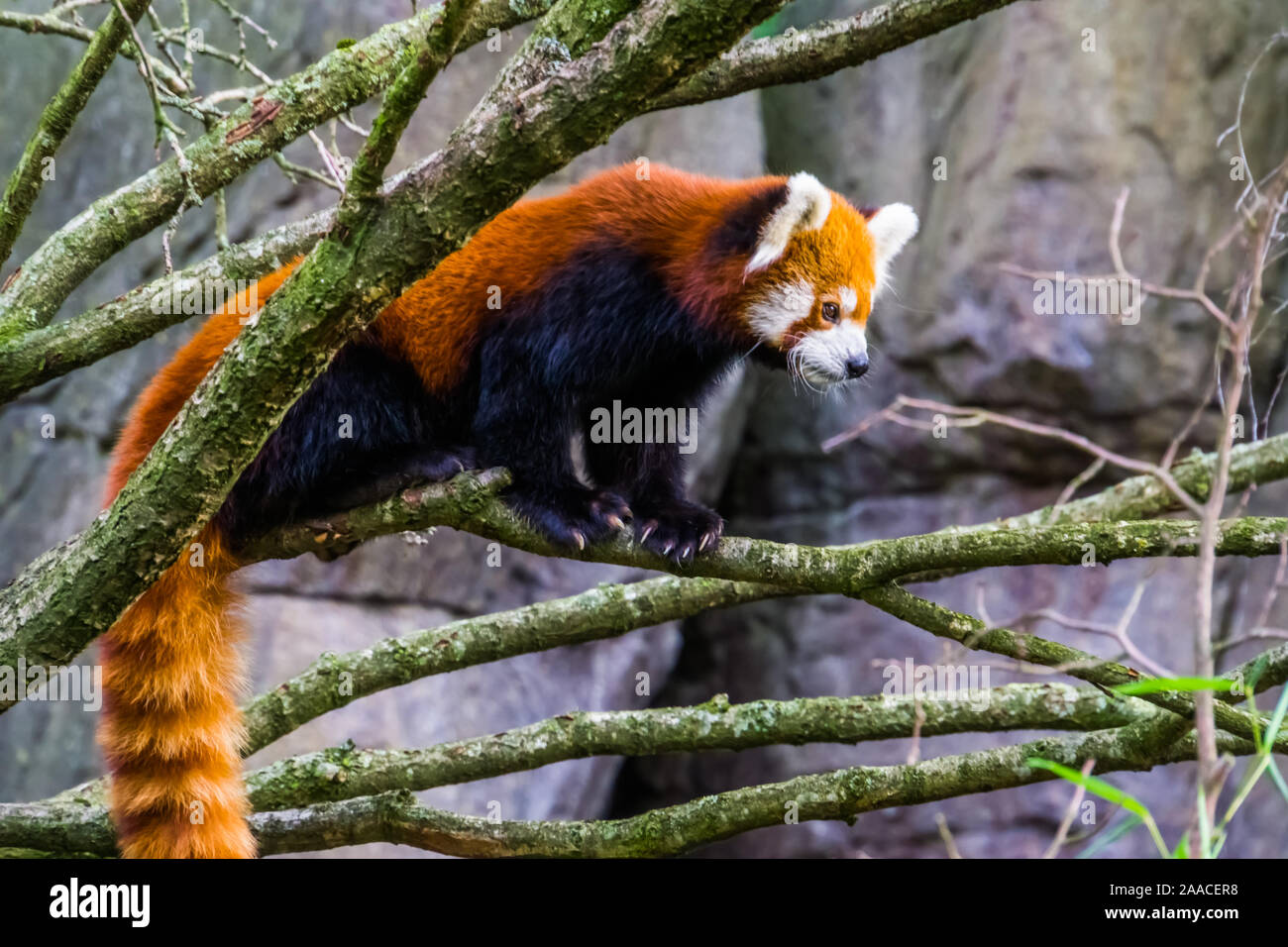 Panda rosso in piedi su un ramo di albero, adorabile piccolo panda, vulnerabile specie animale da Asia Foto Stock