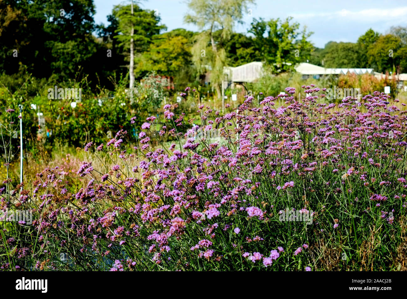 Verbena bonariensis Purpletop vervain in crescita in un giardino centro per l'infanzia. Foto Stock