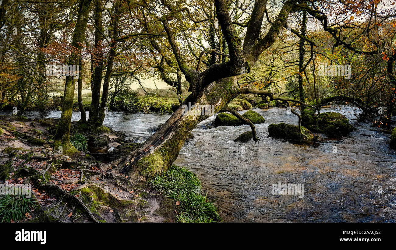 Una immagine panoramica del Rver Fowey che fluisce attraverso un Draynes autunnali antichi boschi in Cornovaglia. Foto Stock