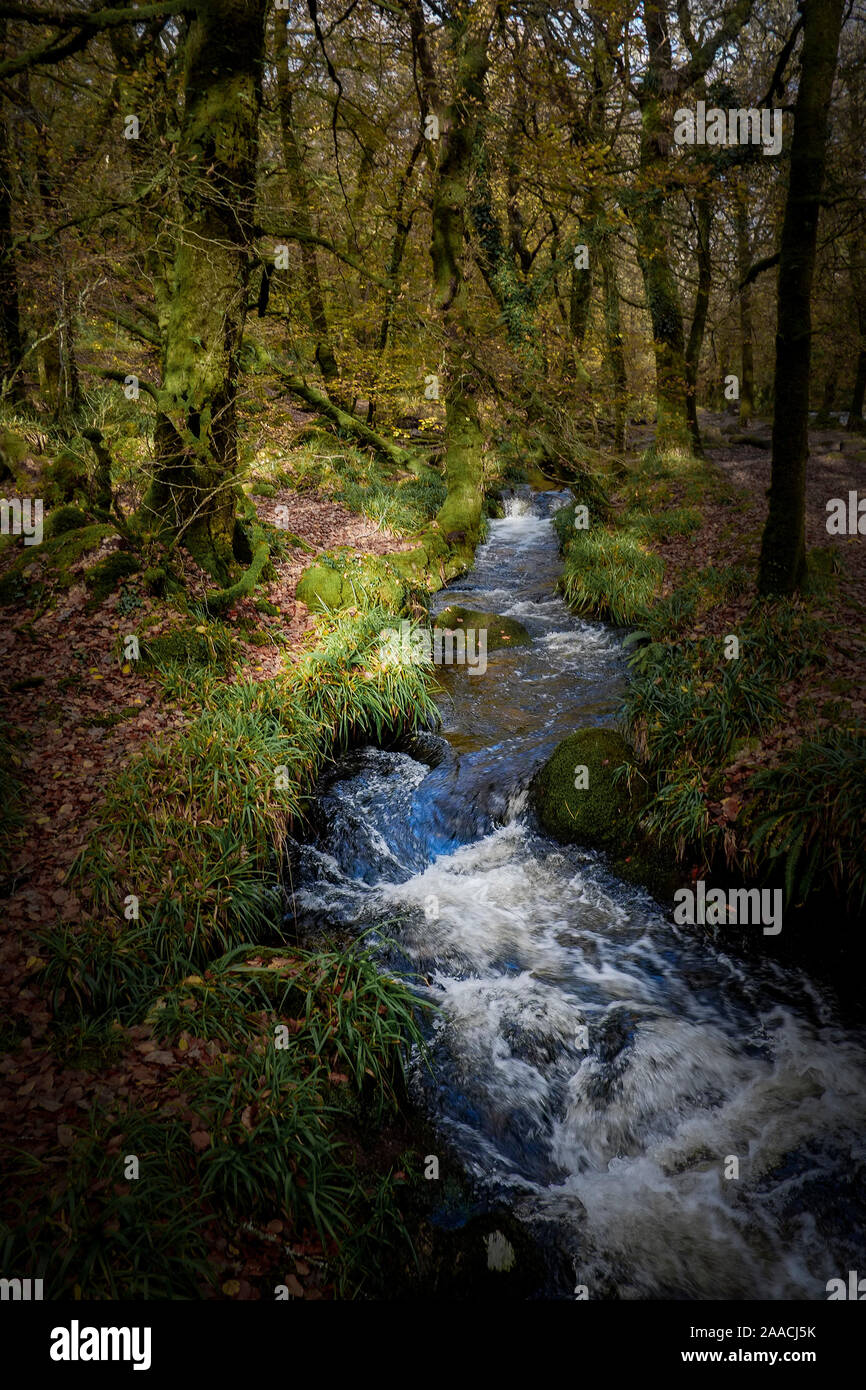 Un affluente del fiume Fowey a Golitha cade in un Draynes autunnali legno antico bosco in Cornovaglia. Foto Stock