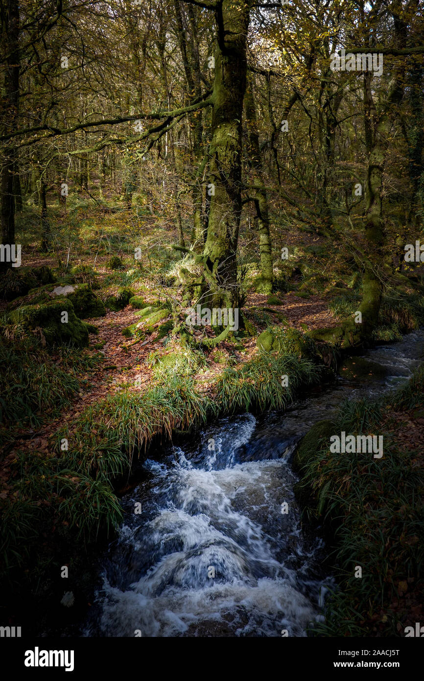 Un affluente del fiume Fowey che fluisce attraverso un Draynes autunnali antichi boschi in Cornovaglia. Foto Stock