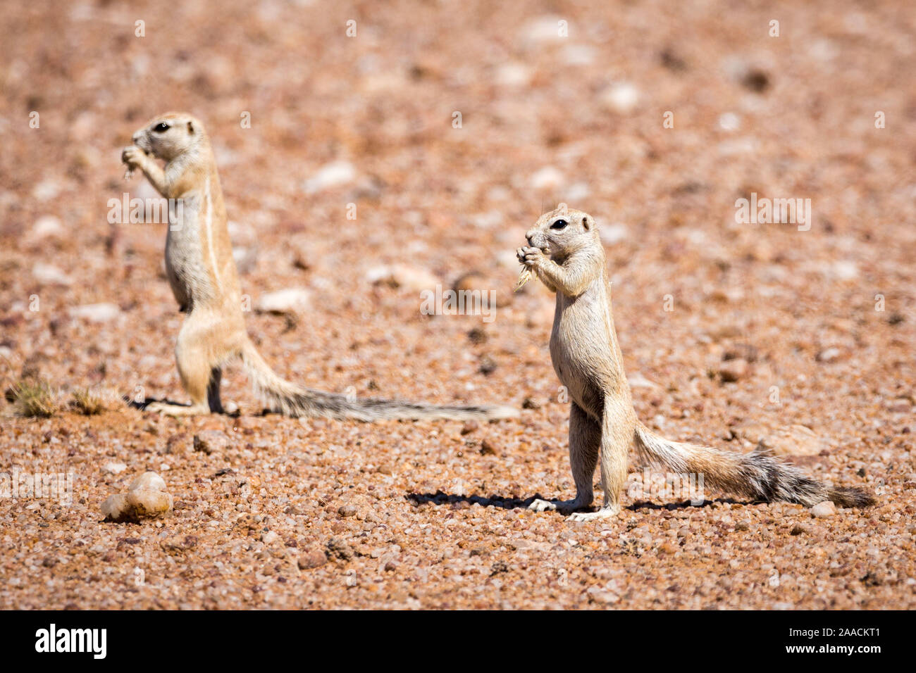 Due gli scoiattoli di terra in piedi nel deserto e mangiare le piante con le loro mani, Namibia, Africa Foto Stock