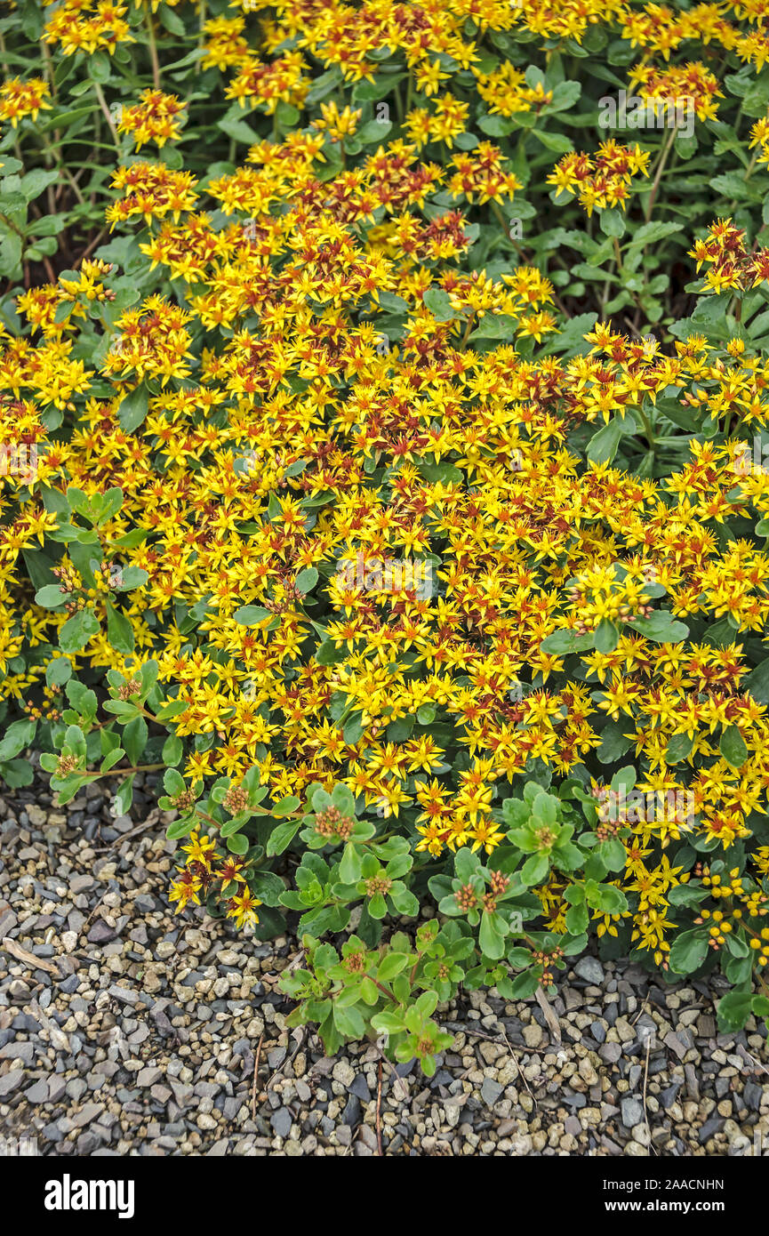 Kamtschatka-Fettblatt (Sedum kamtschaticum) Foto Stock