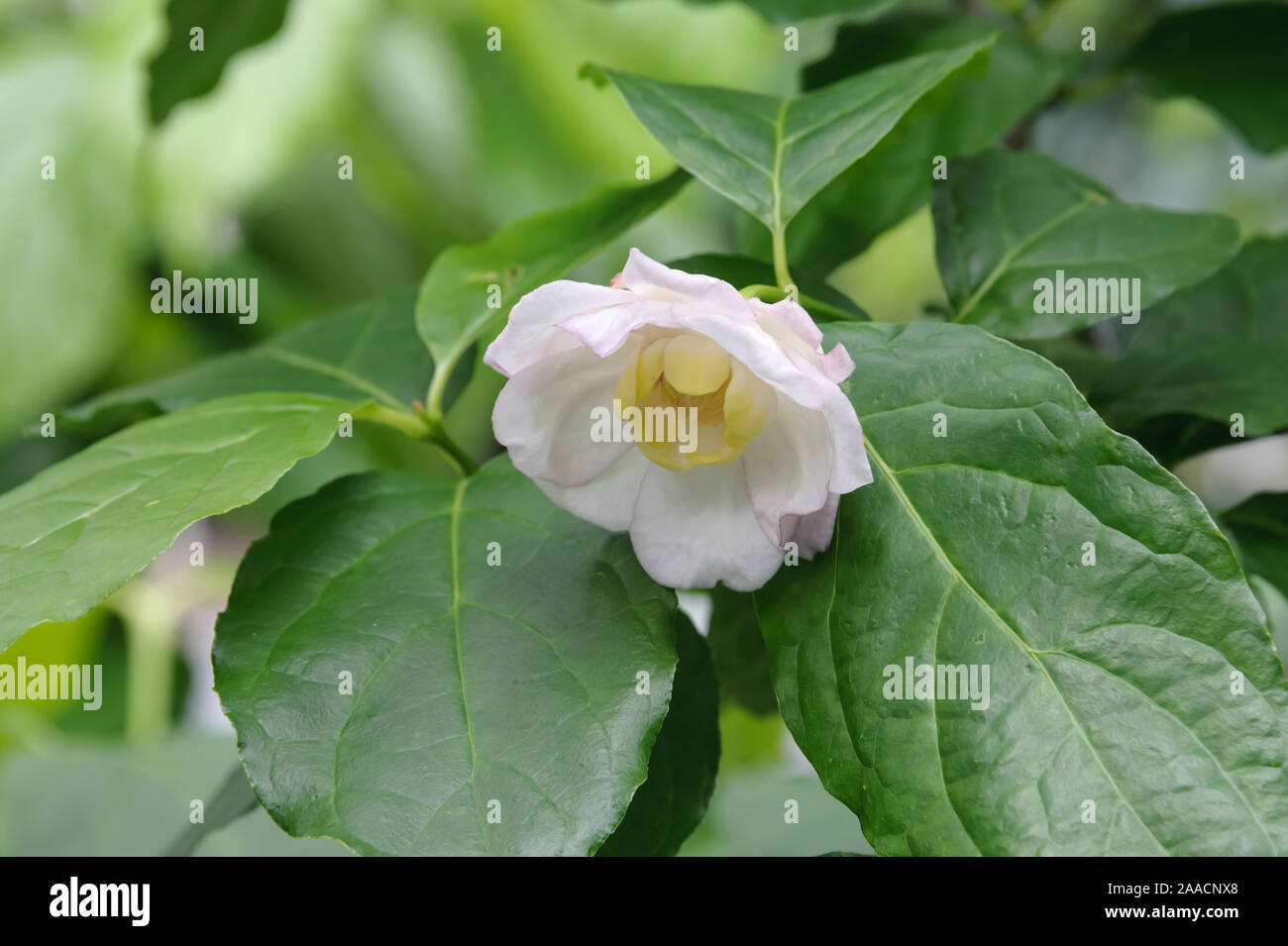 Chinesischer Gewürzstrauch (Sinocalycanthus chinensis) Foto Stock