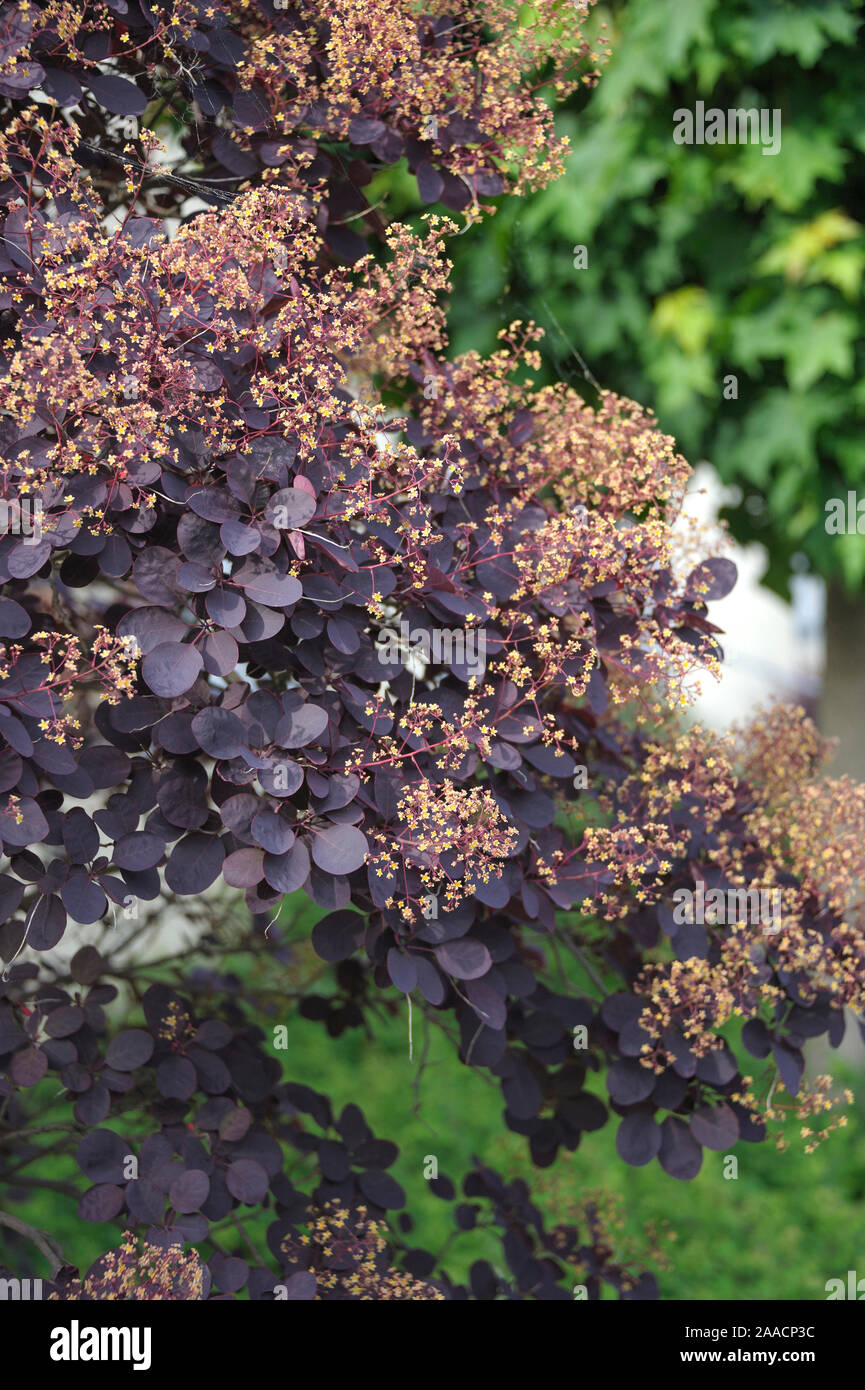 Roter all'ckenstrauch (Cotinus coggygria 'Royal Purple') Foto Stock