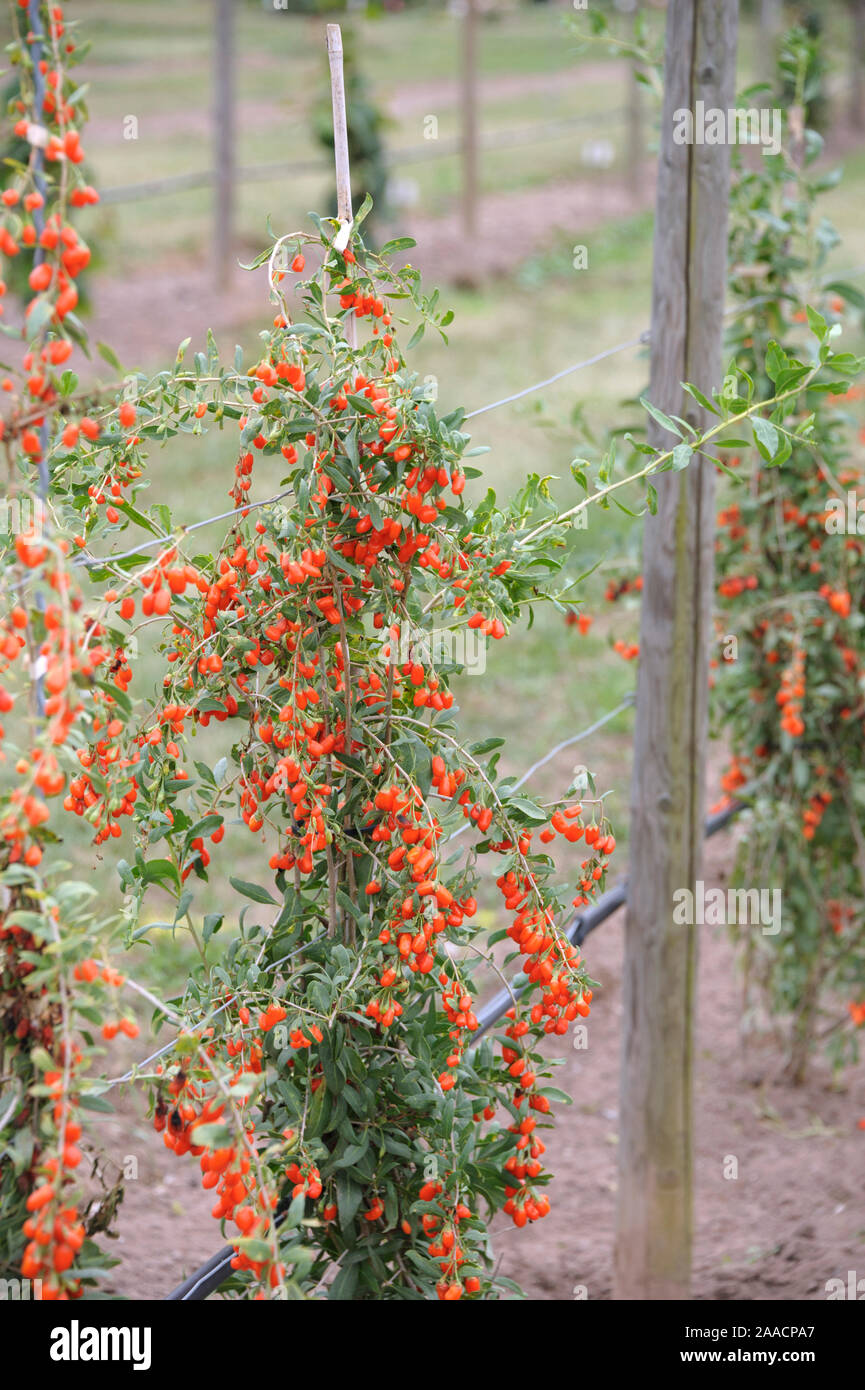 Goji-Beere (Lycium barbarum "No.1 Lifeberry') Foto Stock