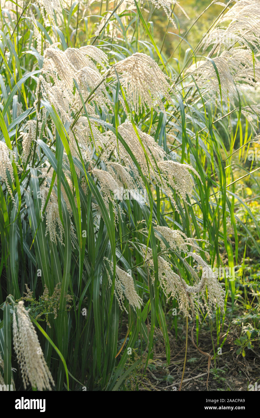 Chinaschilf (Miscanthus sinensis 'Silberfeder') Foto Stock