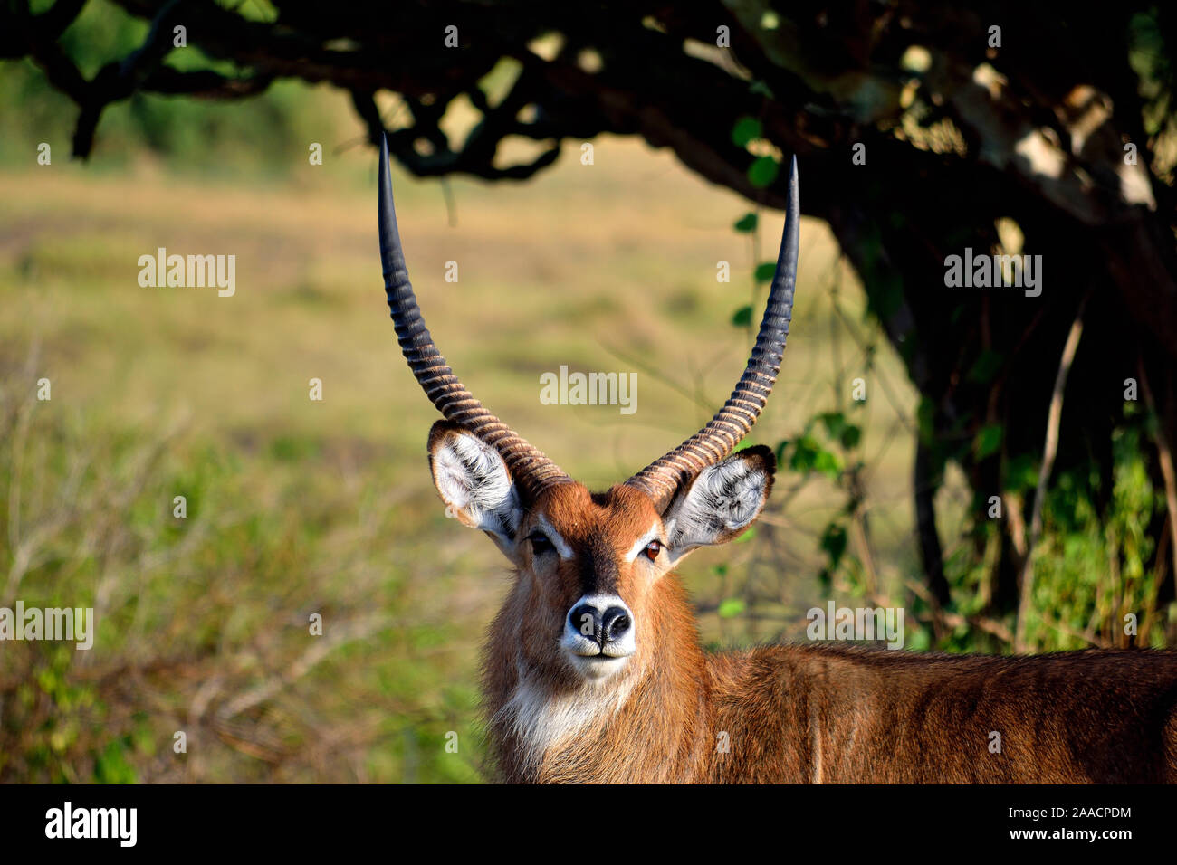 Ritratto di big bushback antilope maschio nel Queen Elizabeth National Park. Foto Stock