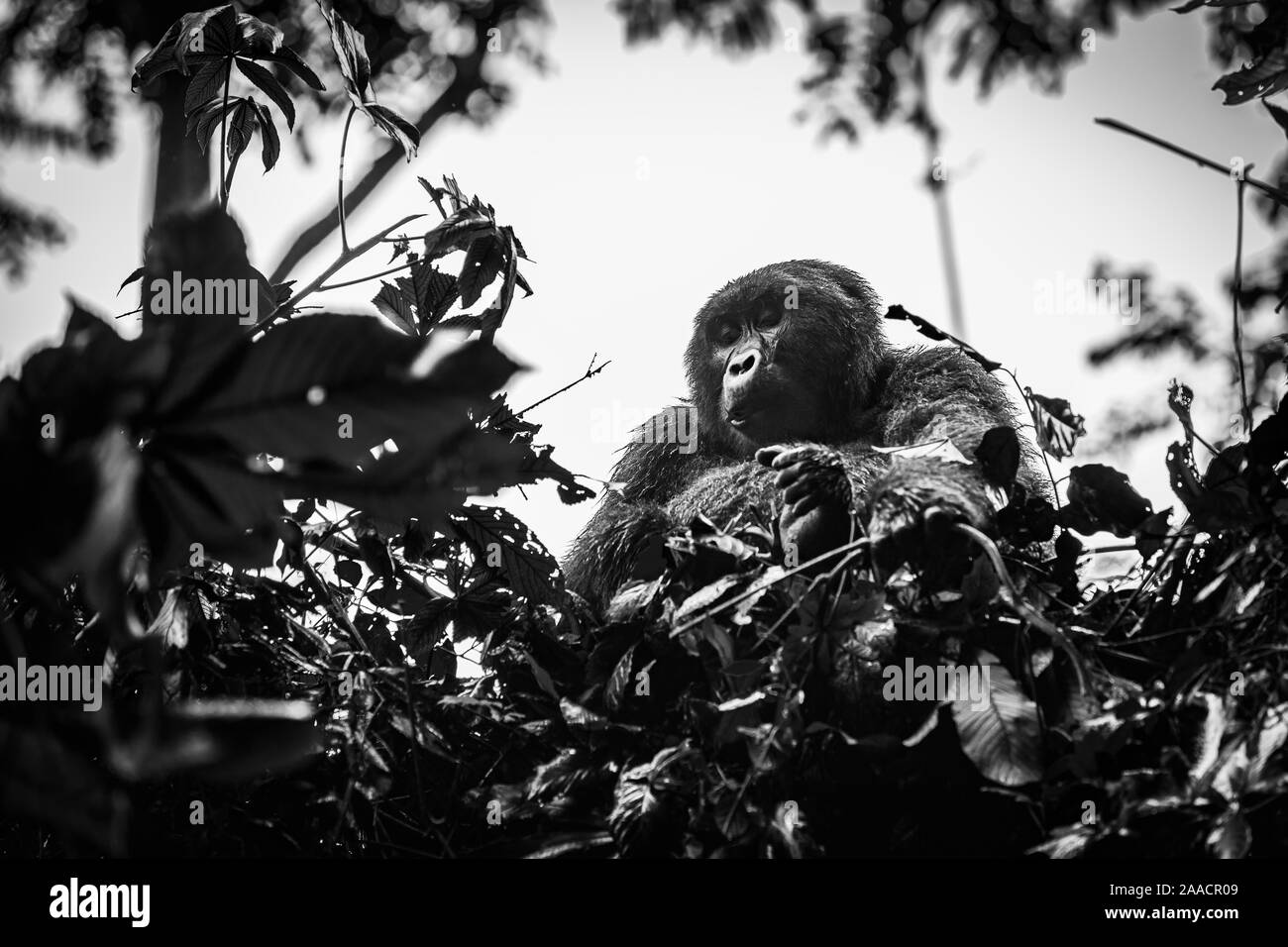 Gruppo Muyambi maschio gorilla di montagna (Gorilla beringei beringei) in una struttura ad albero nella Foresta impenetrabile di Bwindi, Parco nazionale impenetrabile di Bwindi, SW Uganda Foto Stock