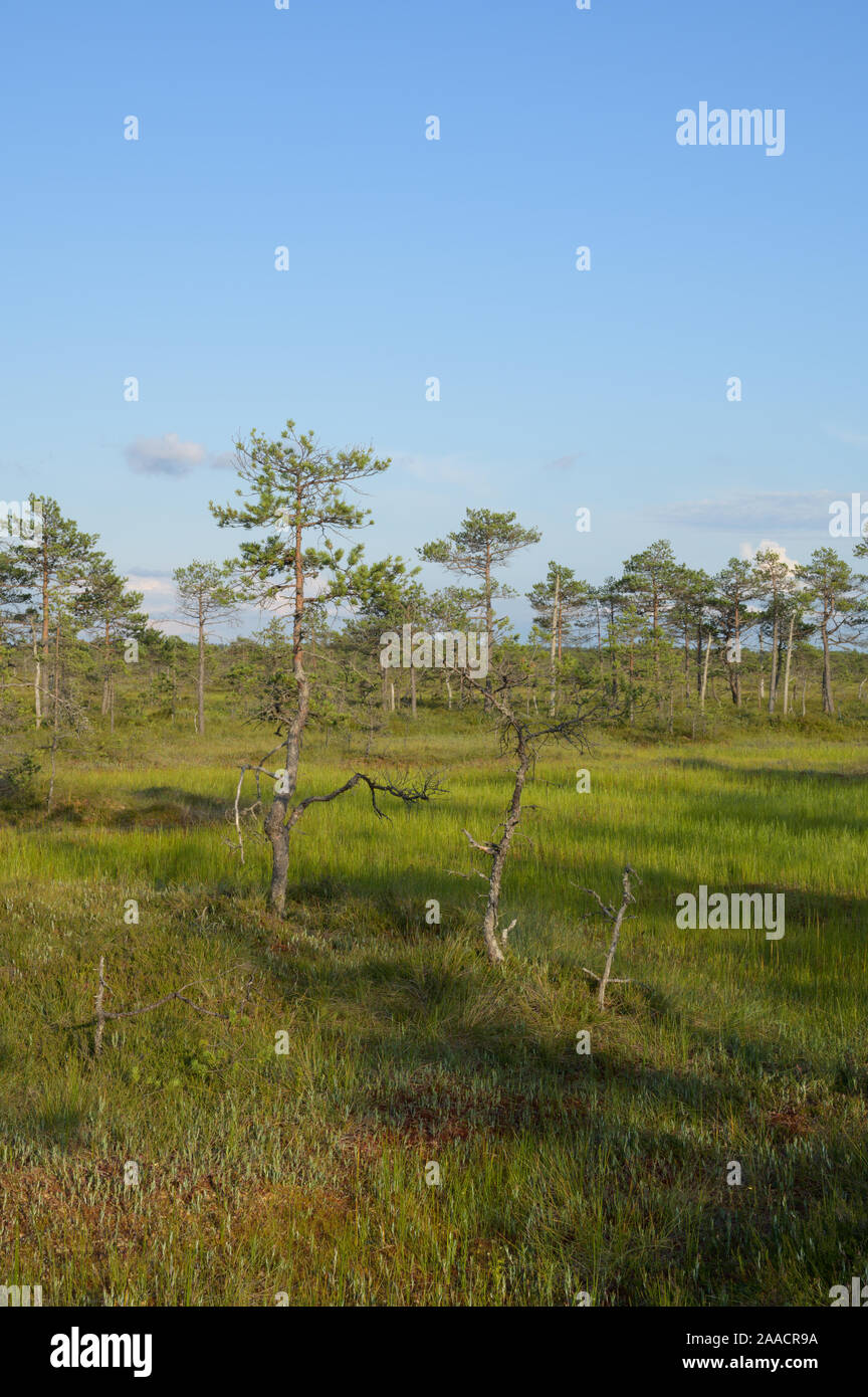 Estate bog in Estonia Foto Stock