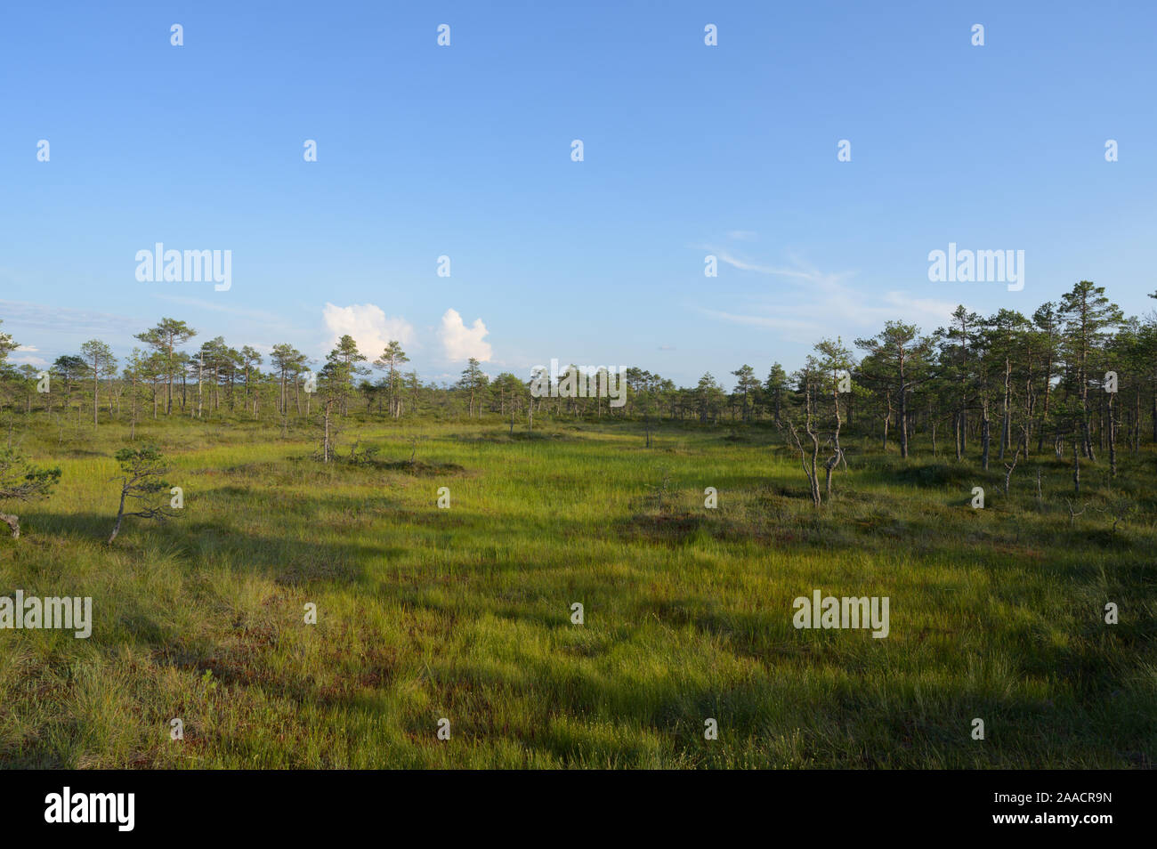 Estate bog in Estonia Foto Stock