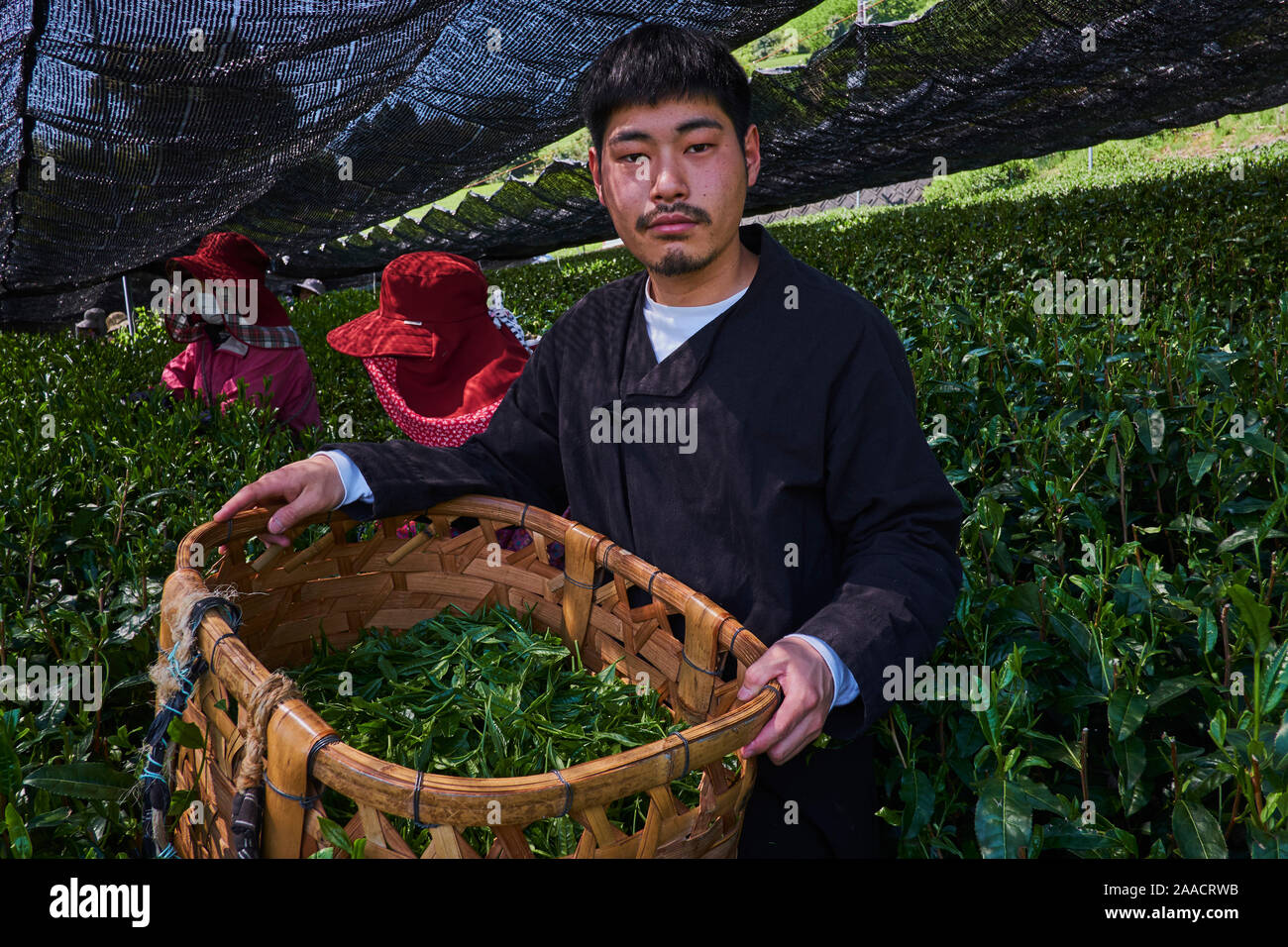 Japon, île de Honshu, région de Shizuoka, recolte du thé dans des chmaps couverts, MonsieurFumiya Shiratori de tea farm " Okakae Chaen Kanebun " // Ja Foto Stock