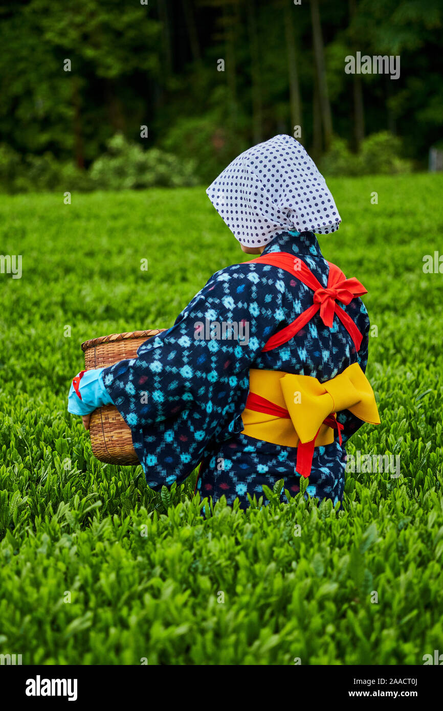 Giappone, Honshu, Shizuoka, campi di tè, tè picking Foto Stock