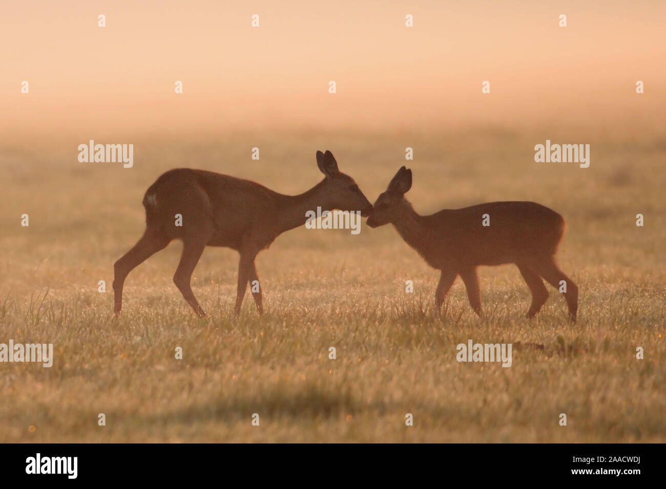 Rehe am frühen Morgen Foto Stock