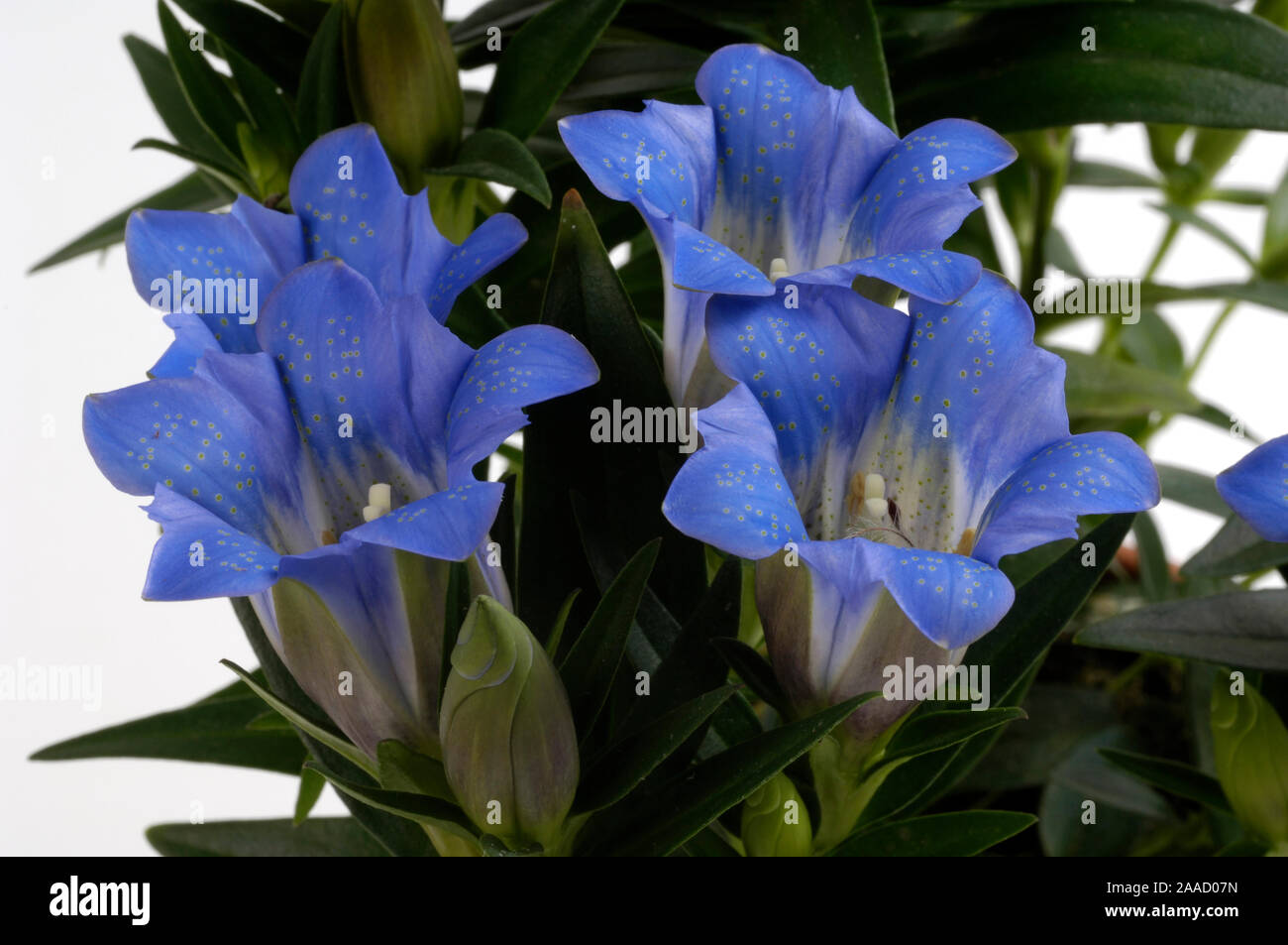 La genziana / (Gentiana sino-ornata) / Herbstenzian / Freisteller, tagliate, Objekt, oggetto innen, studio, indoor, Enziangewaechse, Gentianaceae, Nahaufn Foto Stock