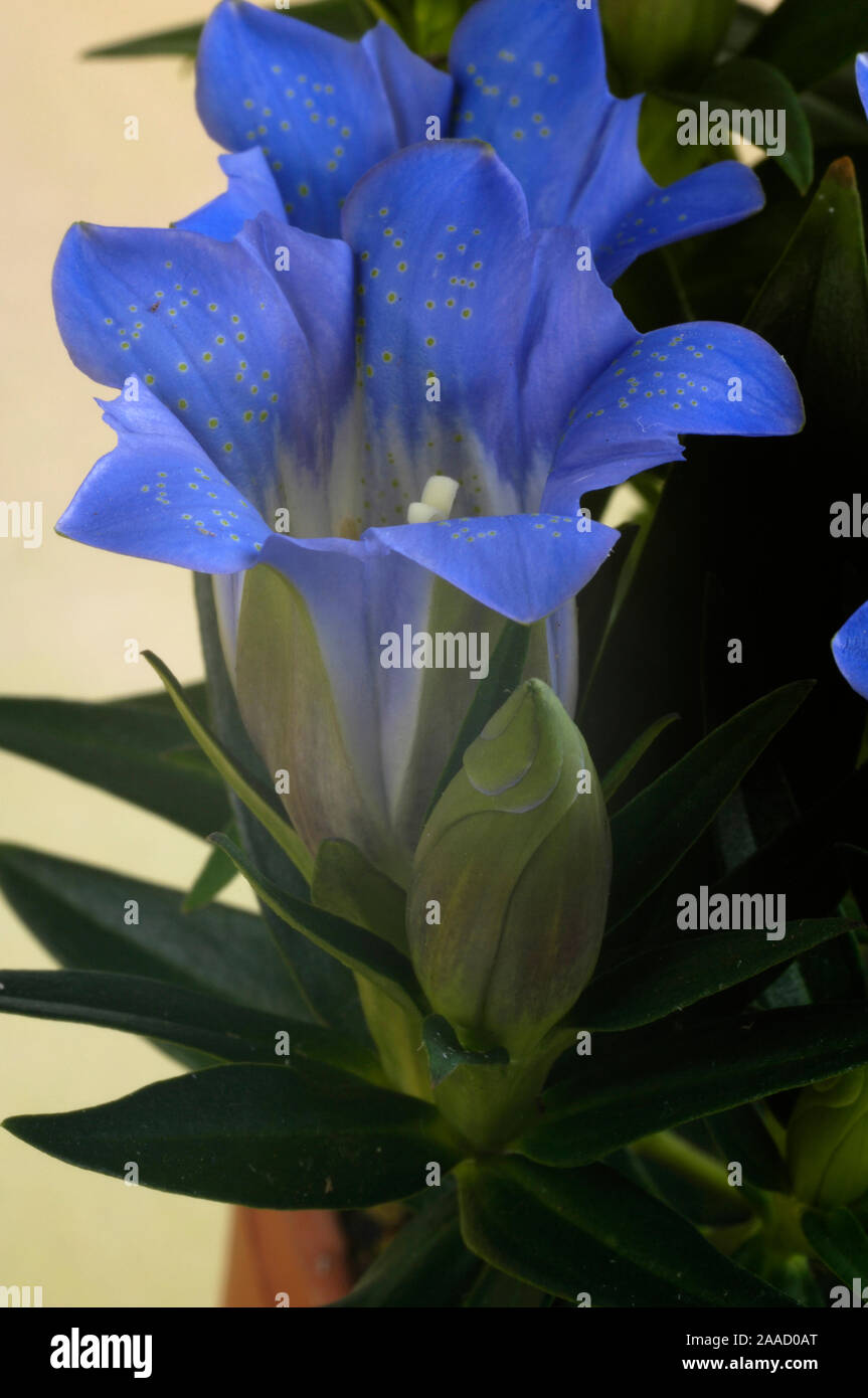 La genziana / (Gentiana sino-ornata) / Herbstenzian / Freisteller, tagliate, Objekt, oggetto innen, studio, indoor, Enziangewaechse, Gentianaceae, Nahaufn Foto Stock