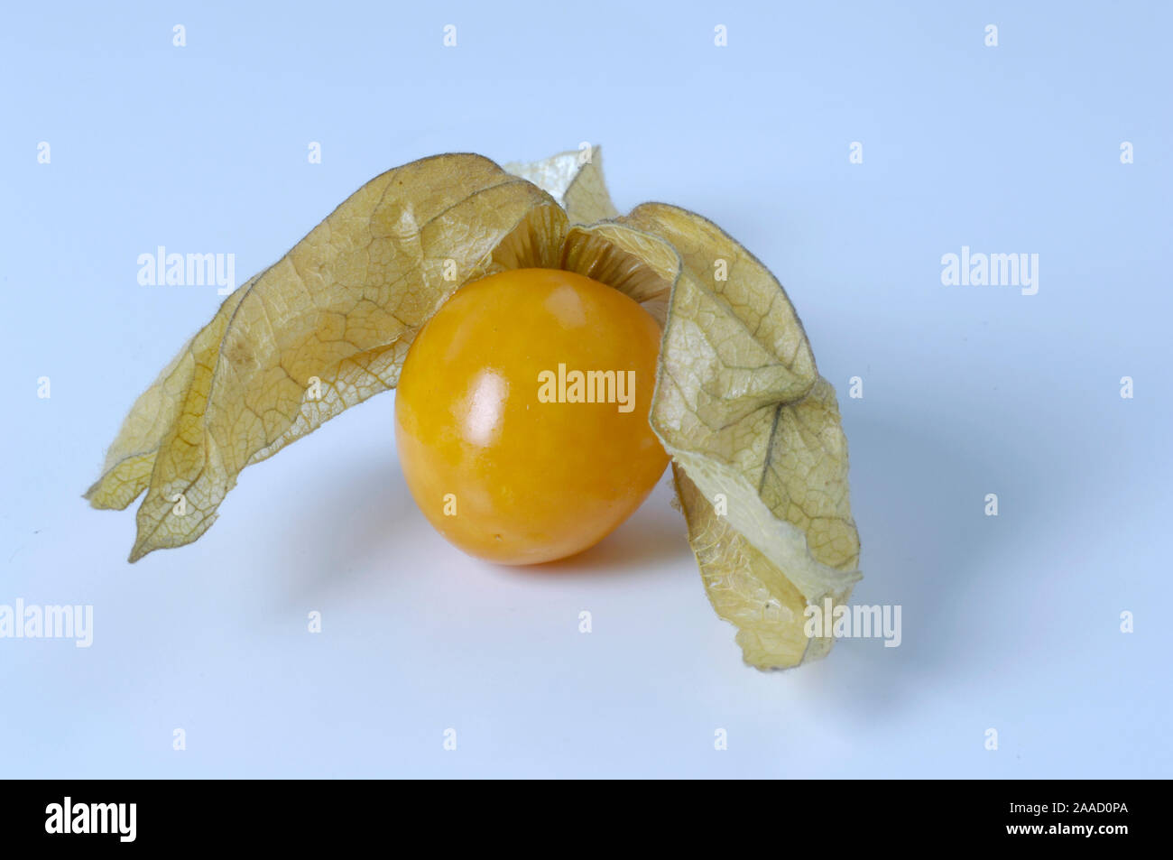 Cape Gooseberry / (Physalis peruviana) / Kapstachelbeere / Peruanische Blasenkirsche, Andenbeere, Goldenberry / Nachtschattengewaechse, Solanaceae in Foto Stock
