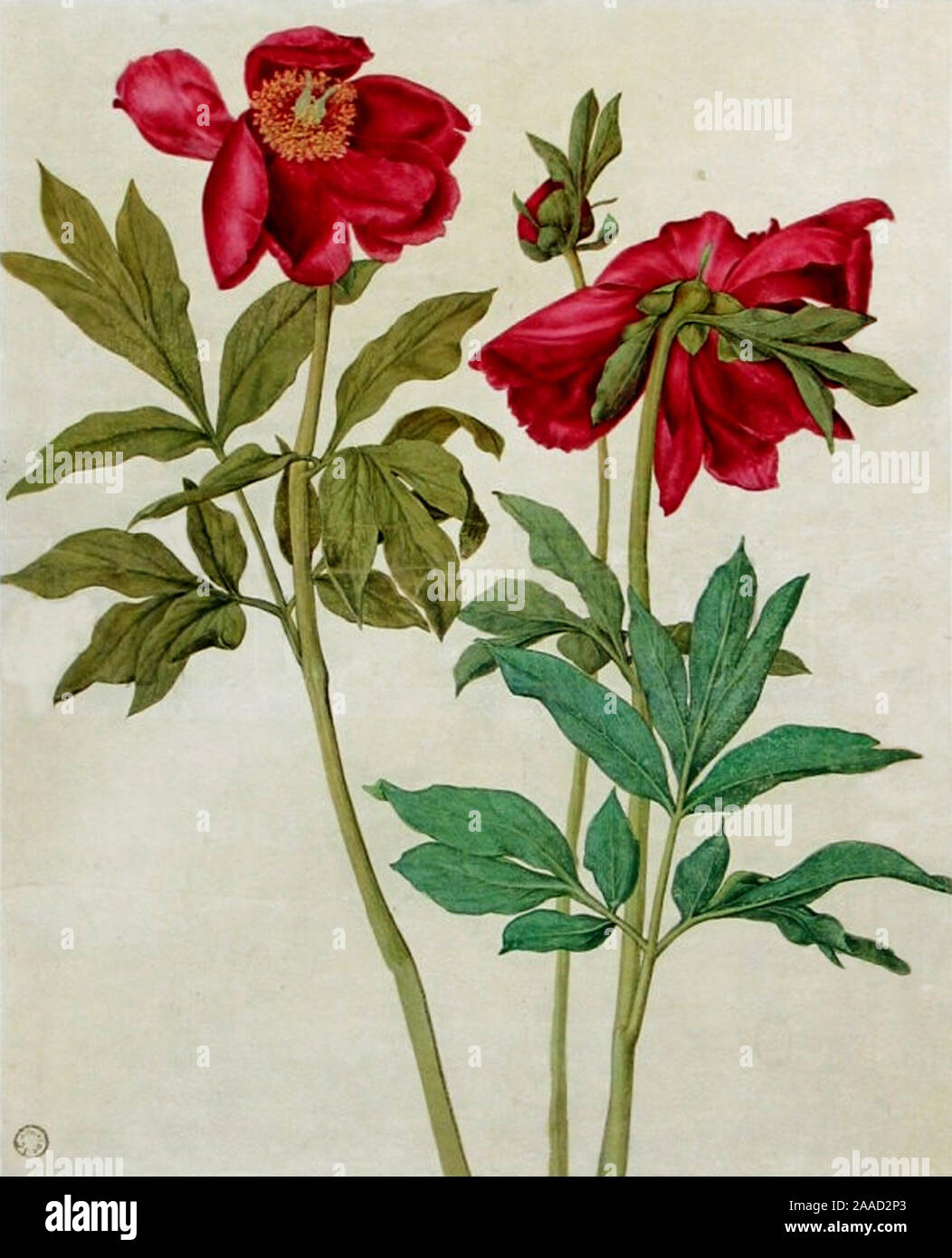 Arte vintage da Albrecht Dürer Foto Stock Arte vintage da Albrecht Dürer Foto Stock