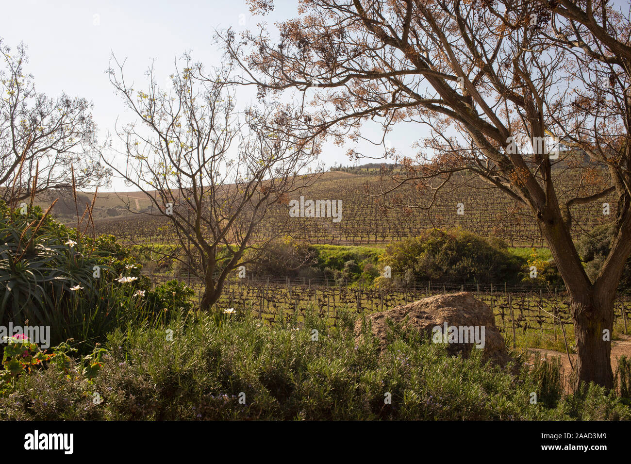 Vista sui vigneti della cantina giordano, Stellenbosch, Western Cape, Sud Africa Foto Stock