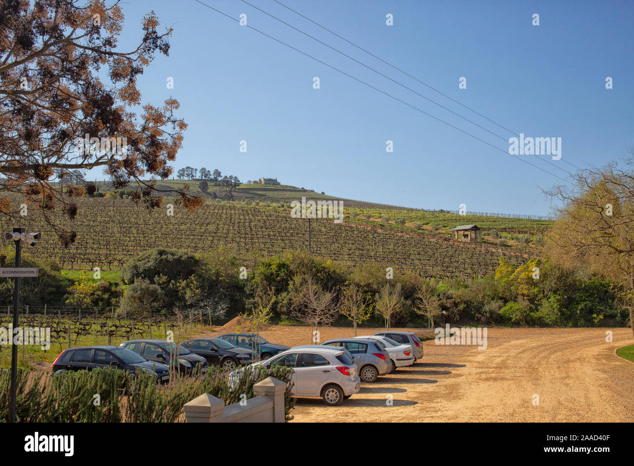 Visitatore davanti a vetture di vigneti della cantina giordano, Stellenbosch, Western Cape, Sud Africa Foto Stock
