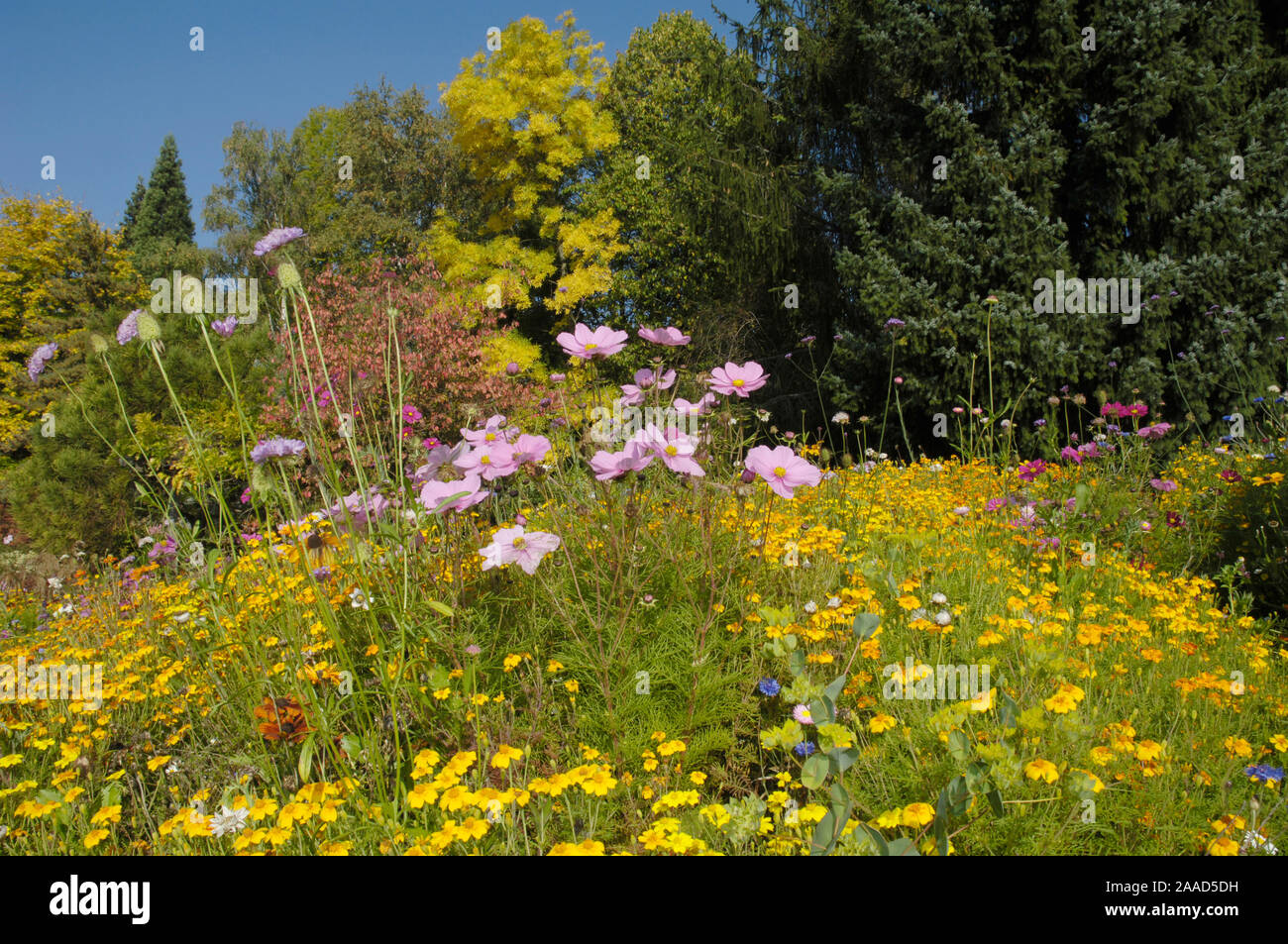 Letto di fiori con Golden Bedder / (Erysimum allionii) / Blumenbeet mit Goldlack / Schöterich siberiano violaciocca Foto Stock