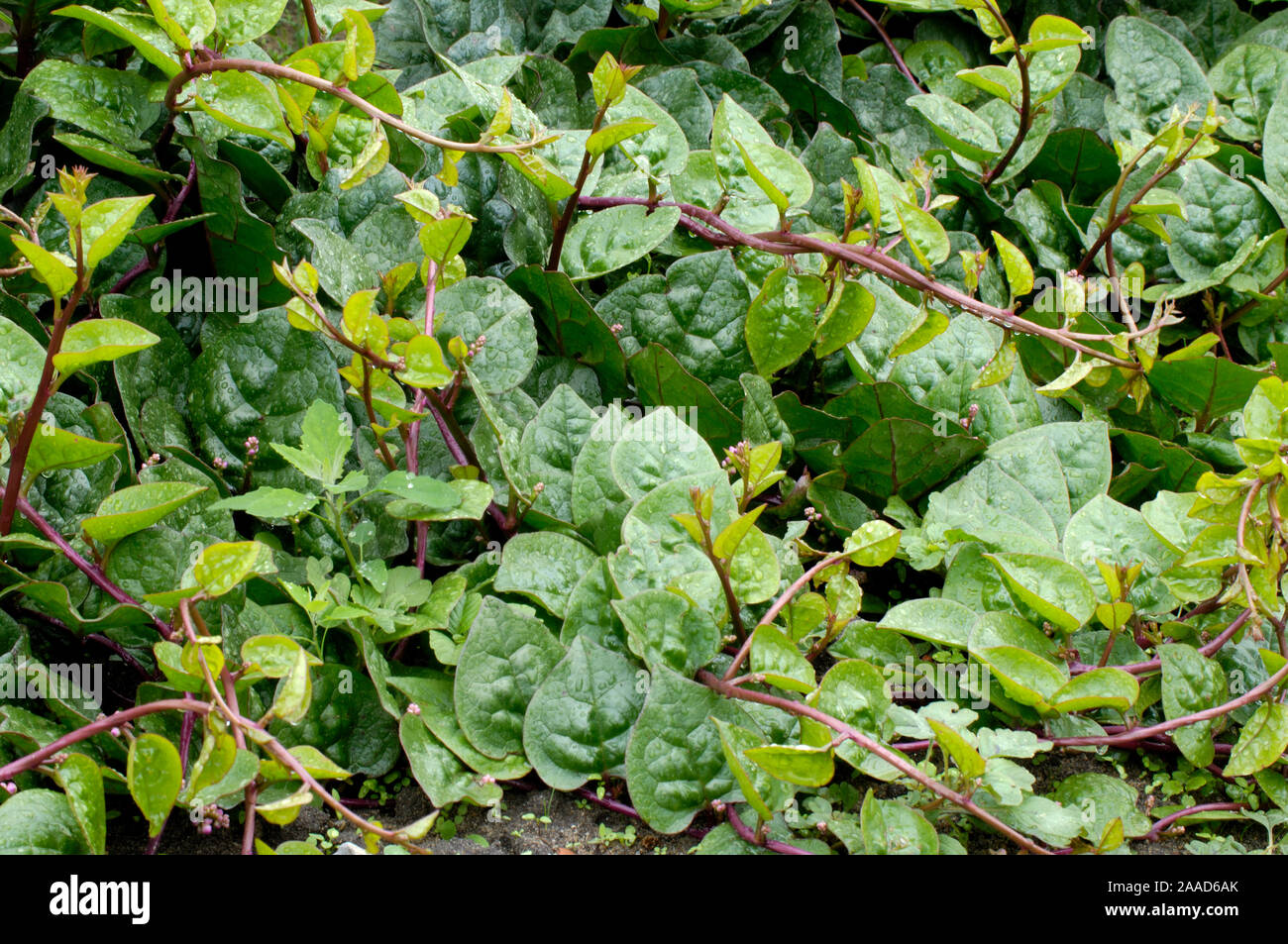 Il Malabar Spinaci / (Basella rubra) | Malabarspinat, Basellspinat, Ceylon Spinat / (Basella rubra) / Basellaceae, Basellgewächse Foto Stock