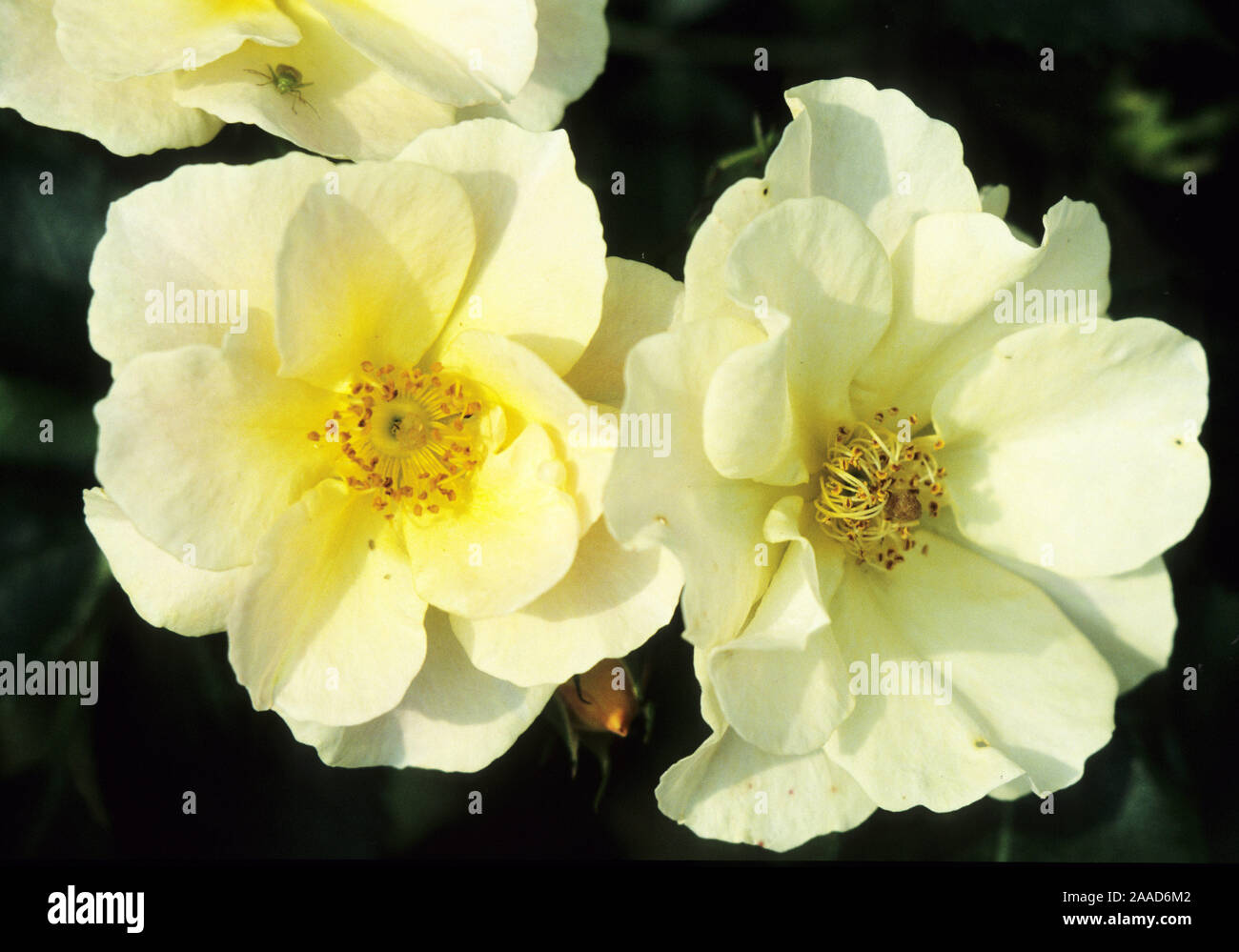 Pflanzen, Blumen, Gelbe Rose, Bluete, dettaglio, Nah, Makro, vicino, rosa, Pfingstrosen, piante, fiori, rose, bianco, giallo, Close Up, Macro, Foto Stock