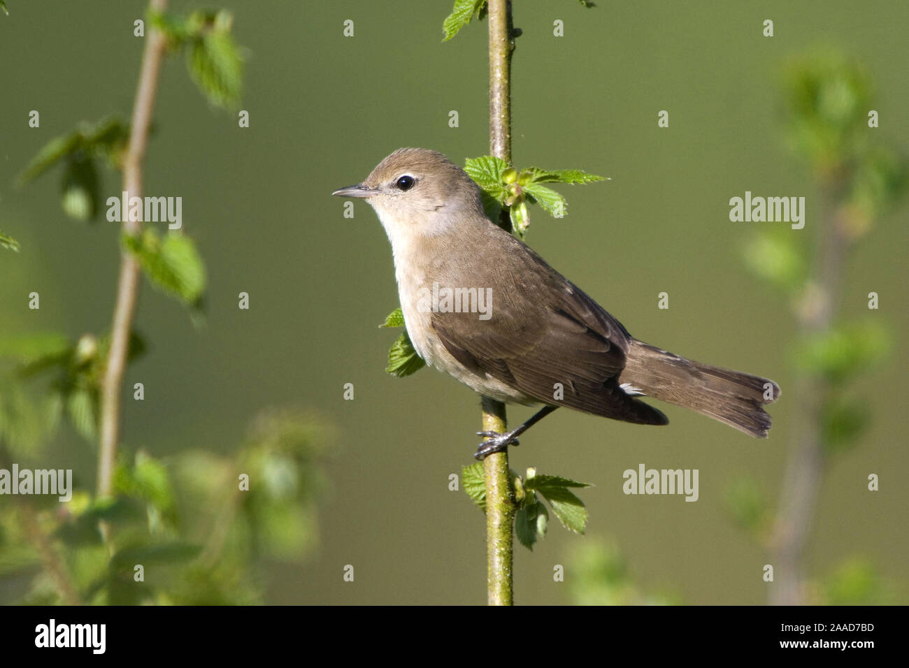 Gartengrasmuecke, Sylvia borin, Foto Stock