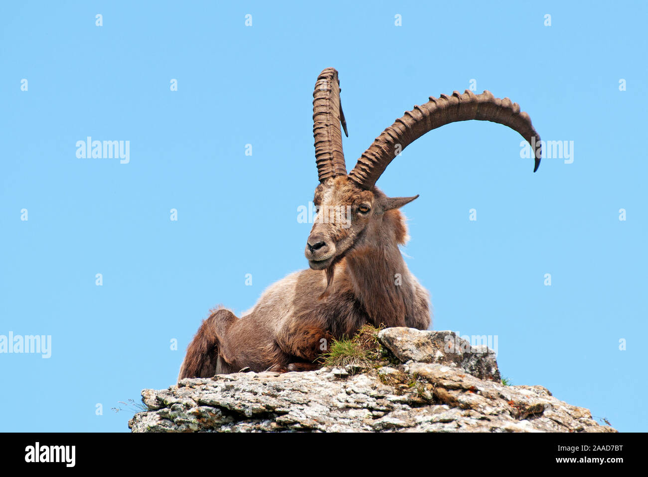 Alpensteinbock, Capra ibex Foto Stock