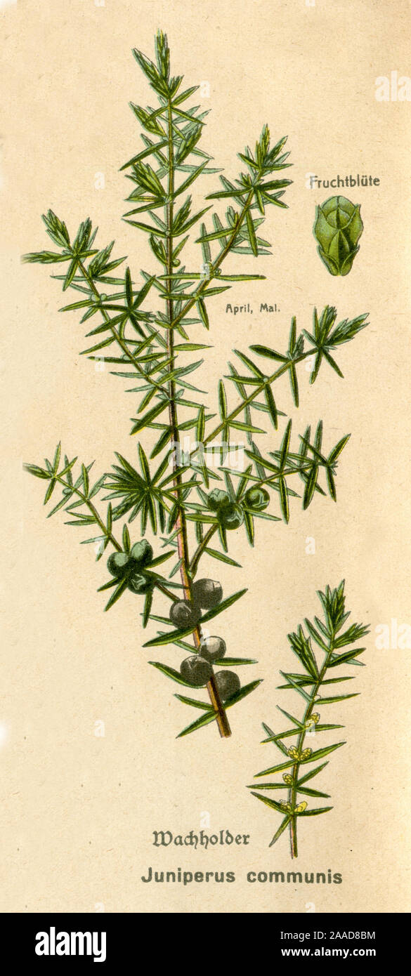 Ginepro comune Juniperus communis , (botanica prenota, ca. 1915) Foto Stock