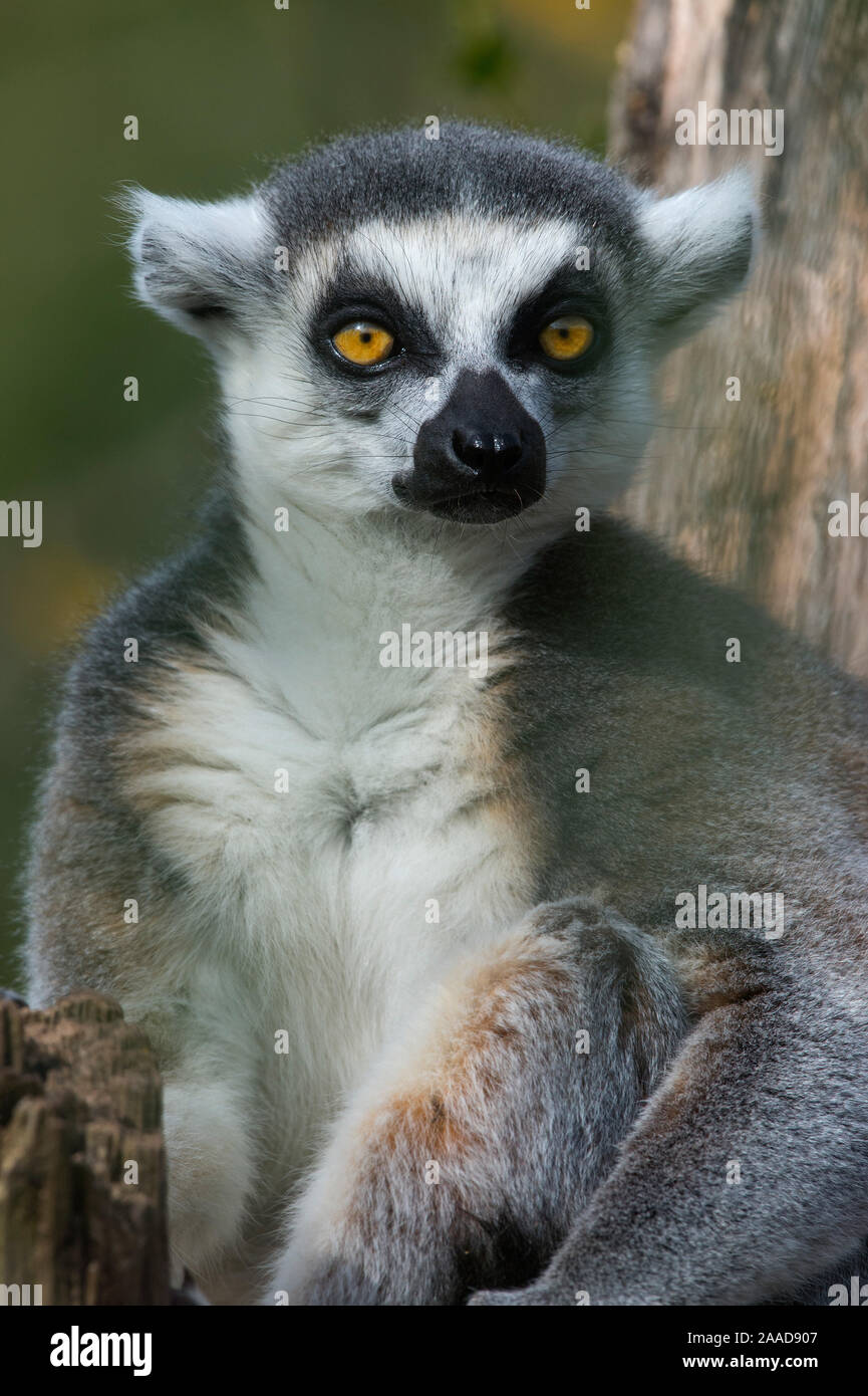 Katta (Lemur catta) Foto Stock