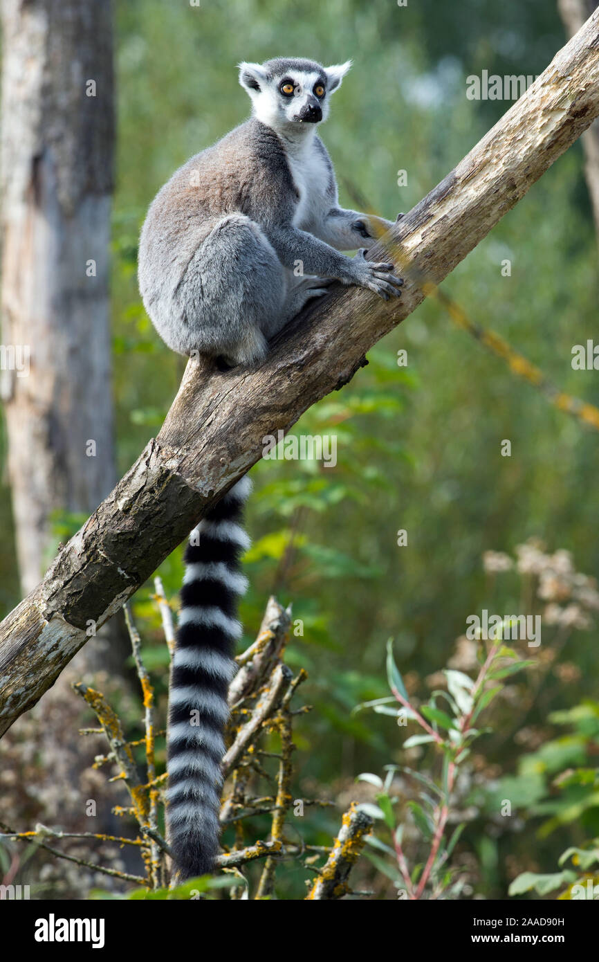 Katta (Lemur catta) Foto Stock