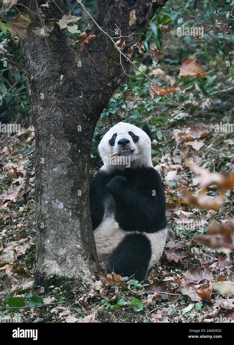 Ya'an, la Cina della provincia di Sichuan. Xxi Nov, 2019. Usa-nato maschio panda gigante Bei Bei è visto dopo il suo ritorno dagli Stati Uniti all'Bifengxia Panda Base della Cina conservazione e centro di ricerca per il panda gigante in Ya'an, Cina sud-occidentale della provincia di Sichuan, nov. 21, 2019. Panda gigante Bei Bei, che è nato e cresciuto a lo Smithsonian's lo Zoo Nazionale di Washington DC per più di quattro anni, partì per il prossimo capitolo della sua vita in Cina il martedì. Bei Bei sarà ufficialmente incontrano il pubblico in Cina dopo un mese di quarantena. Credito: Xue Yubin/Xinhua/Alamy Live News Foto Stock