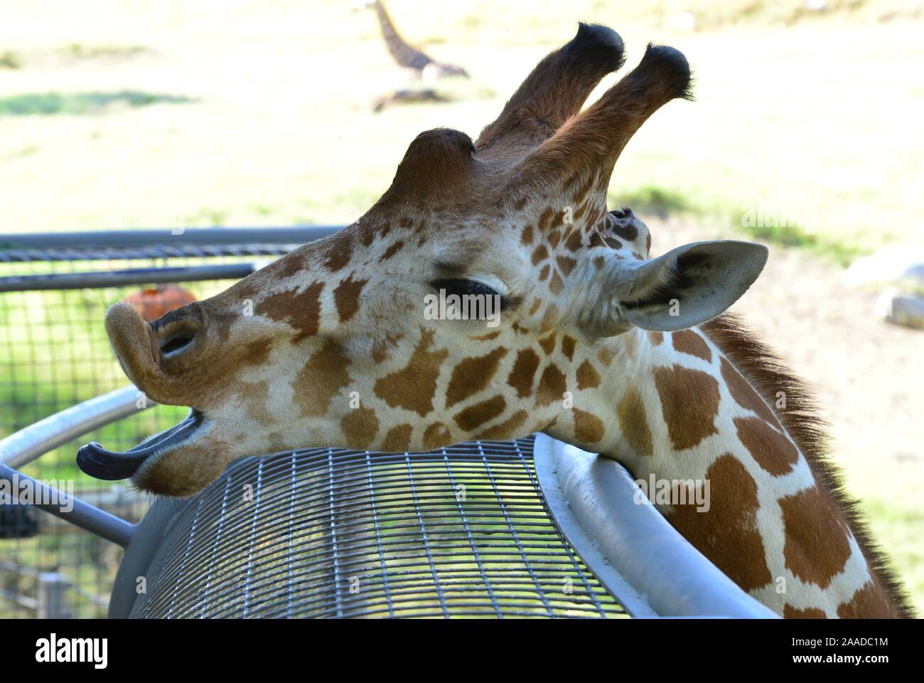 La testa di una giraffa amichevole. Foto Stock