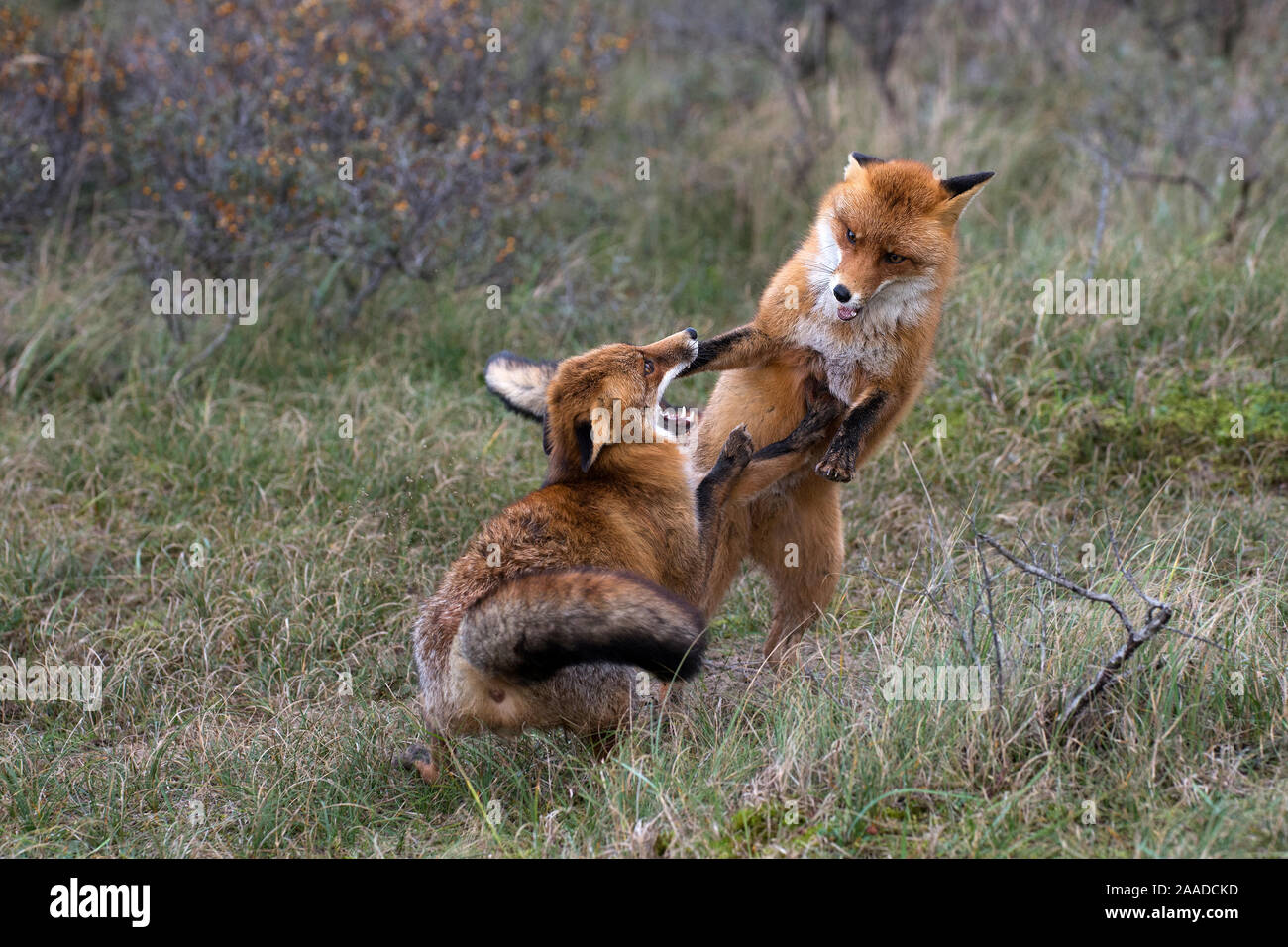 Rotfuchs, Vulpes vulpes, Zwei Fuechse spielen im Wald Foto Stock