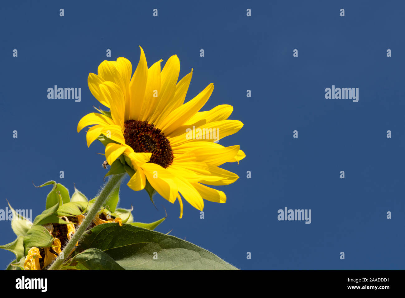 Sonnenblume Foto Stock