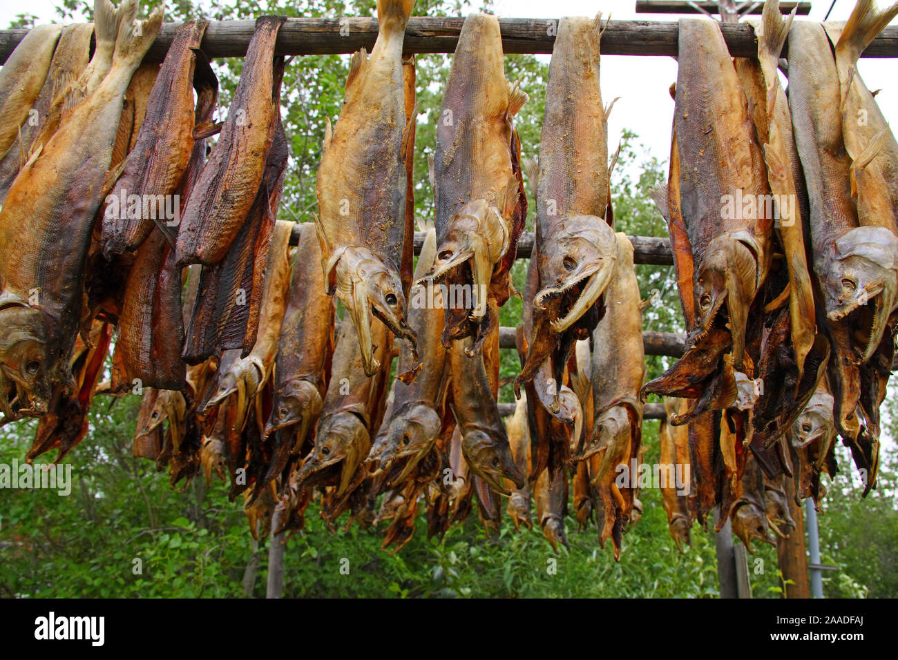 Stockfisch / Getrocknete Lachse Foto Stock