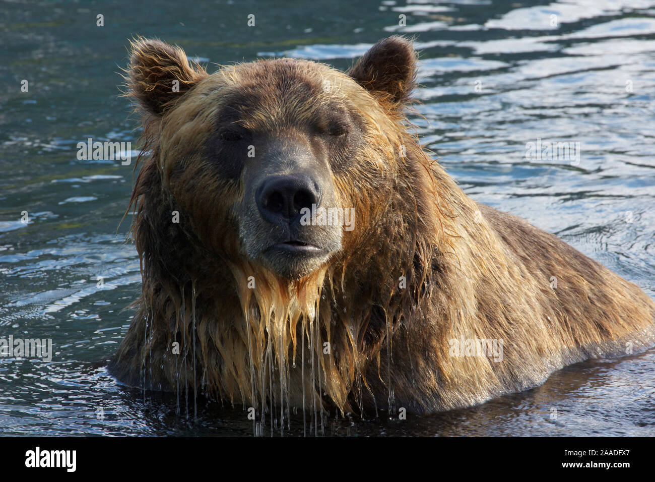L'orso bruno (Ursus arctos) ritratto, mentre la pesca al Salmone Sockeye nel fiume Ozernaya, Curili Lago, Sud Kamchatka Santuario, Russia, Agosto Foto Stock