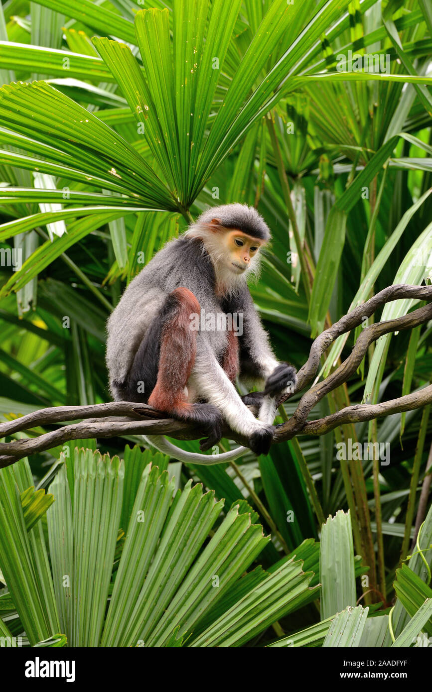 Rosso-shanked Douc langur (Pygathrix nemaeus). Captive, avviene in Cambogia, Repubblica Democratica Popolare del Laos e Vietnam. Specie in via di estinzione. Foto Stock