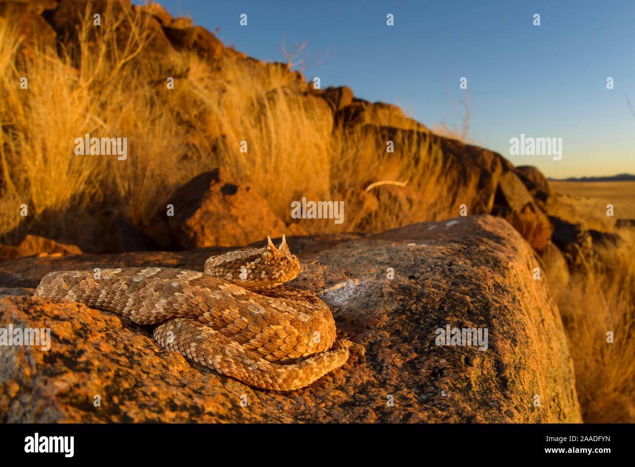 Cornuto sommatore (Bitis caudalis) mimetizzata nel suo ambiente, Namib Naukluft National Park, Namibia Giugno Foto Stock